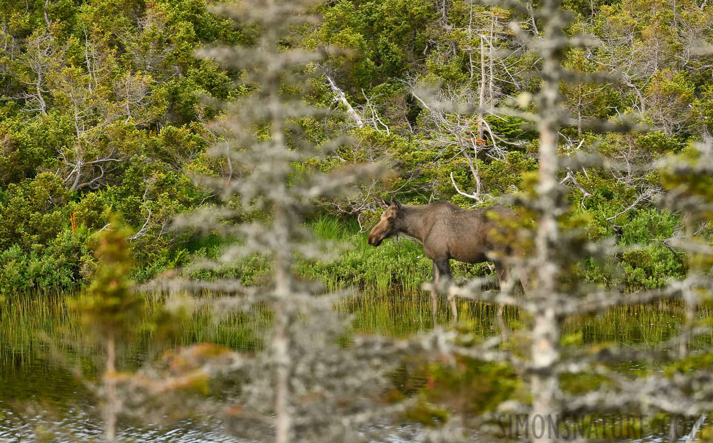 Alces alces americana [400 mm, 1/1000 Sek. bei f / 7.1, ISO 1600]